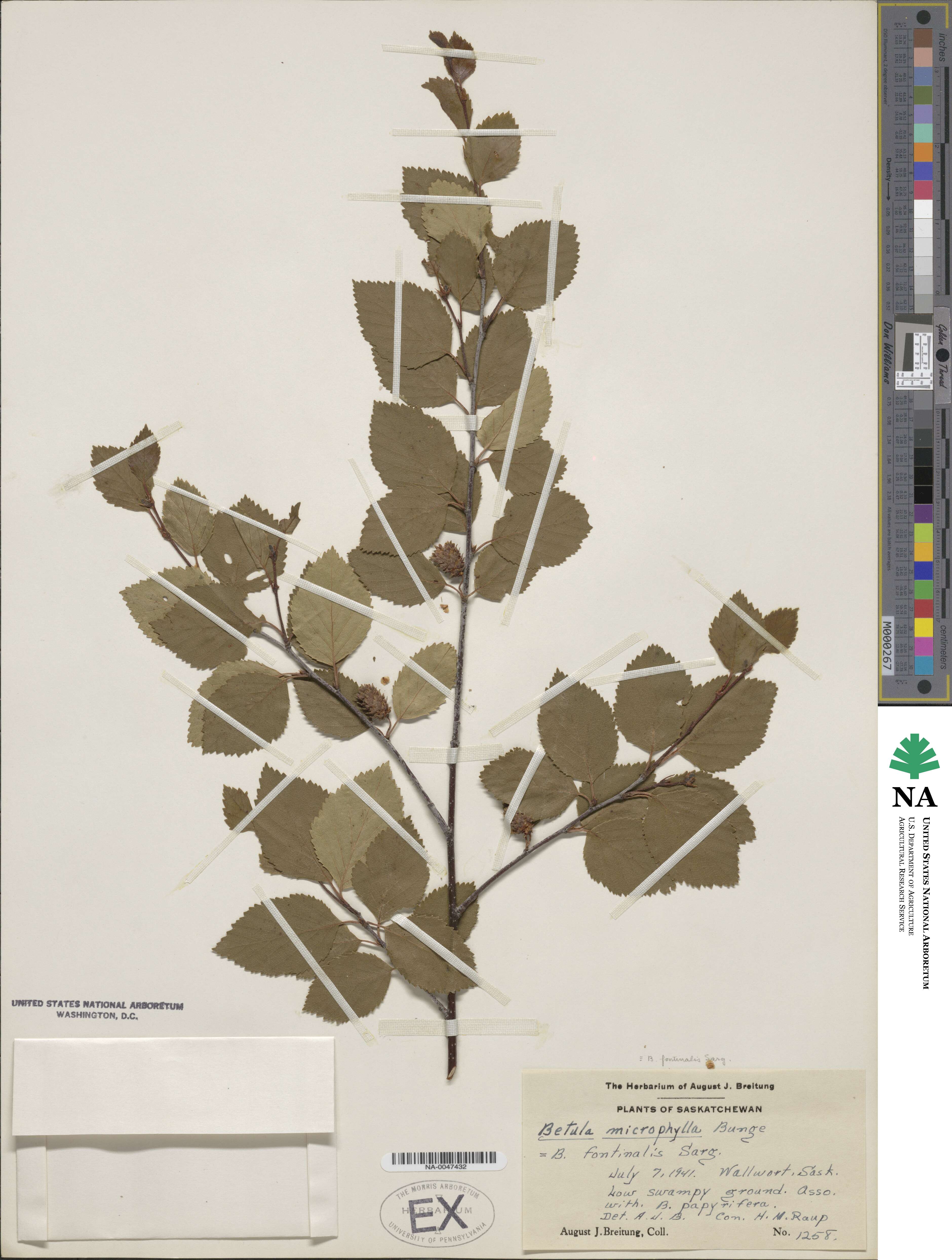 Betula occidentalis image