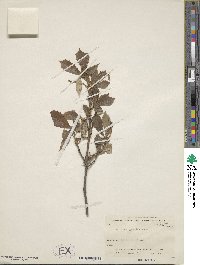 Quercus serrata image