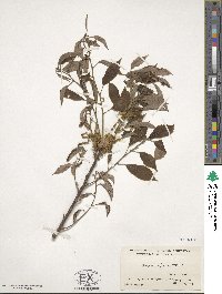 Quercus glauca image