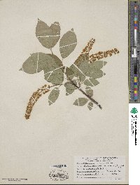 Prunus virginiana var. demissa image