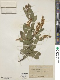 Prunus virginiana var. demissa image