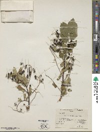 Prunus virginiana var. demissa image