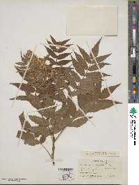 Sorbaria sorbifolia image