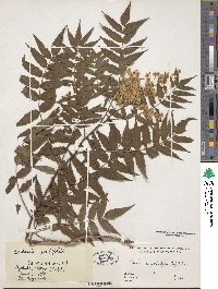 Sorbaria sorbifolia image