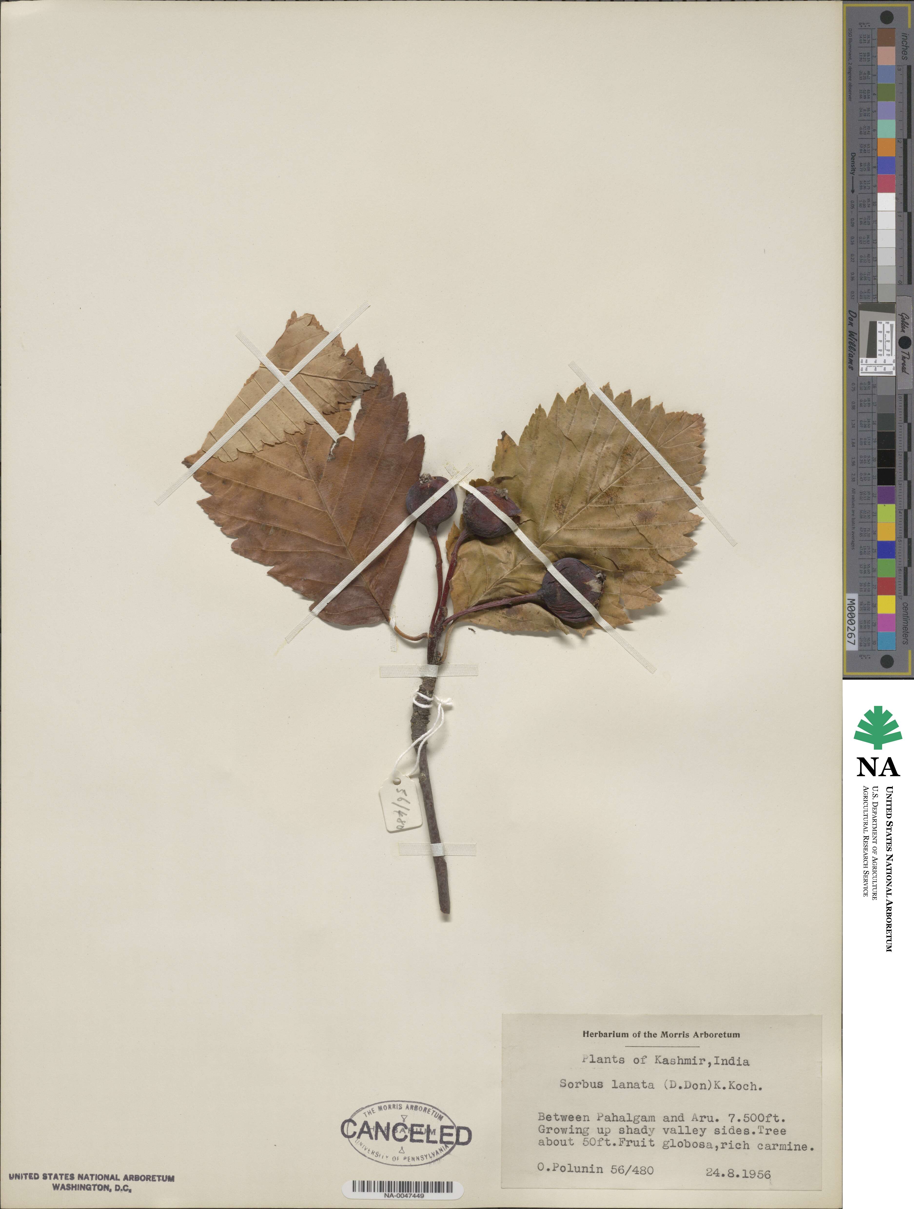 Sorbus lanata image