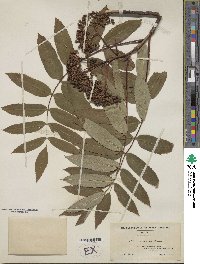 Image of Sorbus americana