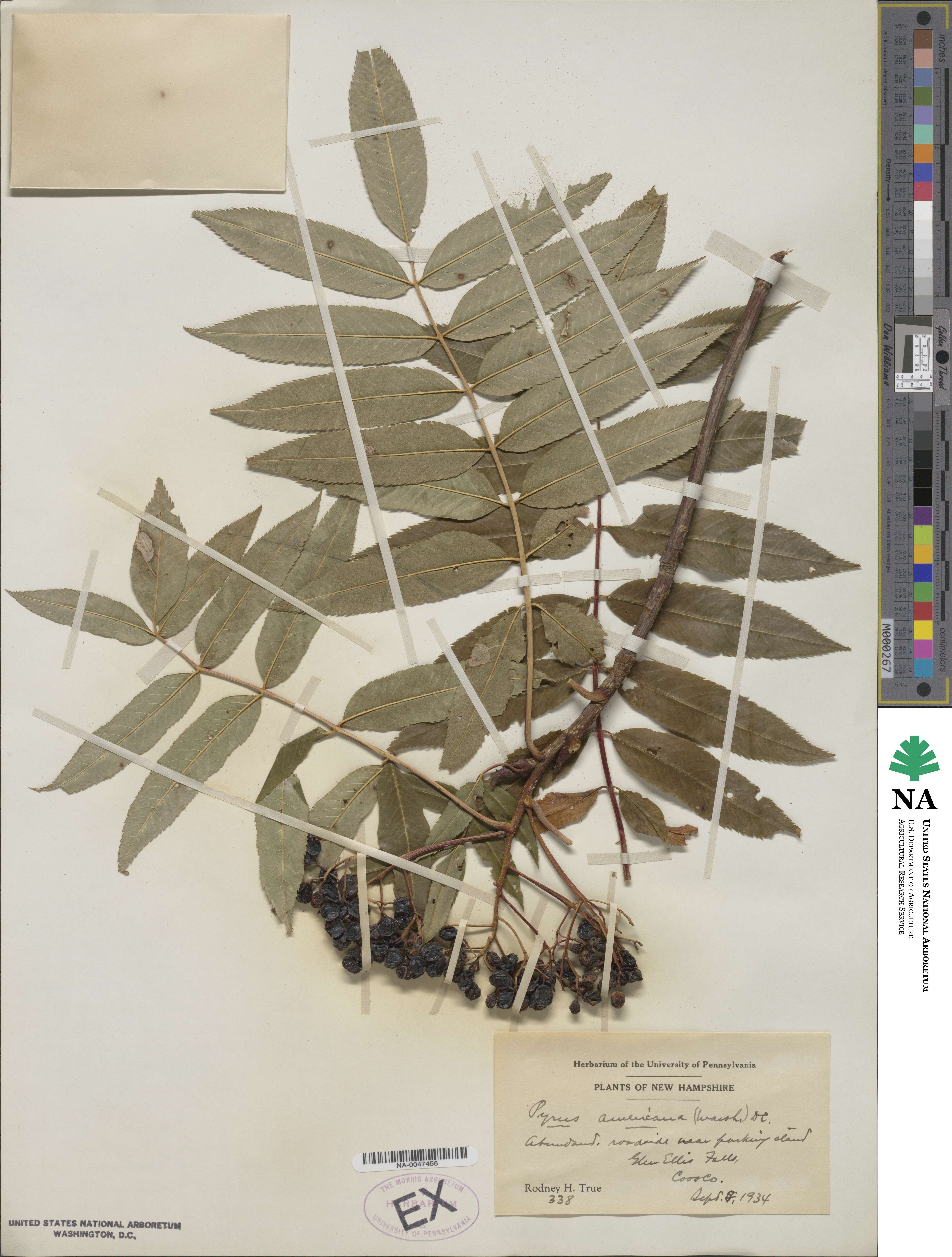 Sorbus americana image