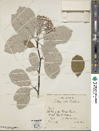 Aria edulis image