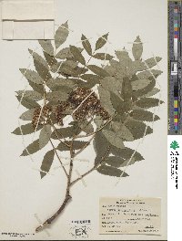 Sorbus decora image