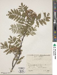 Sorbus aucuparia image