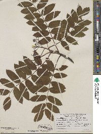 Sorbus decora image