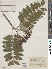 Sorbus decora image