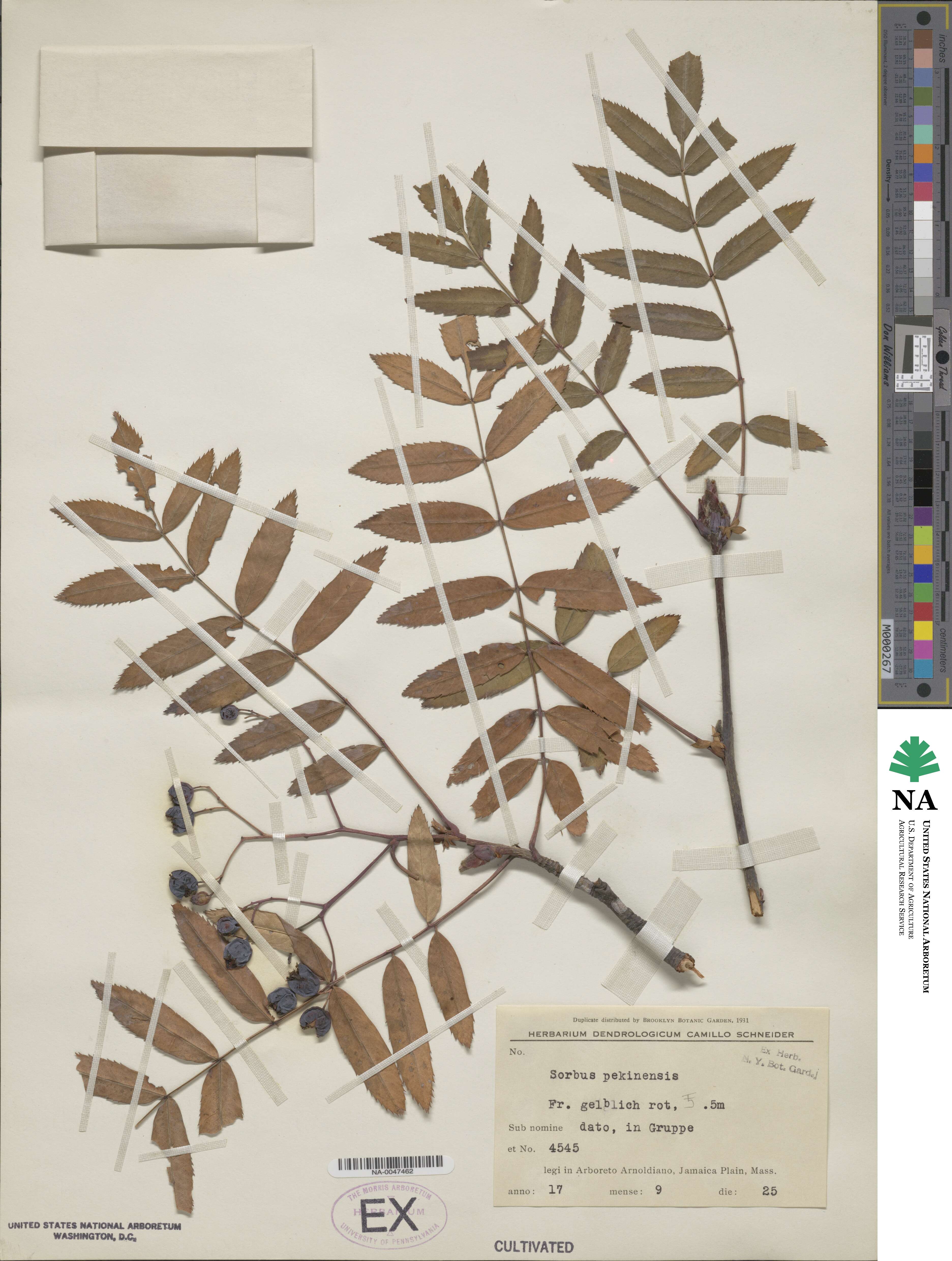 Sorbus discolor image