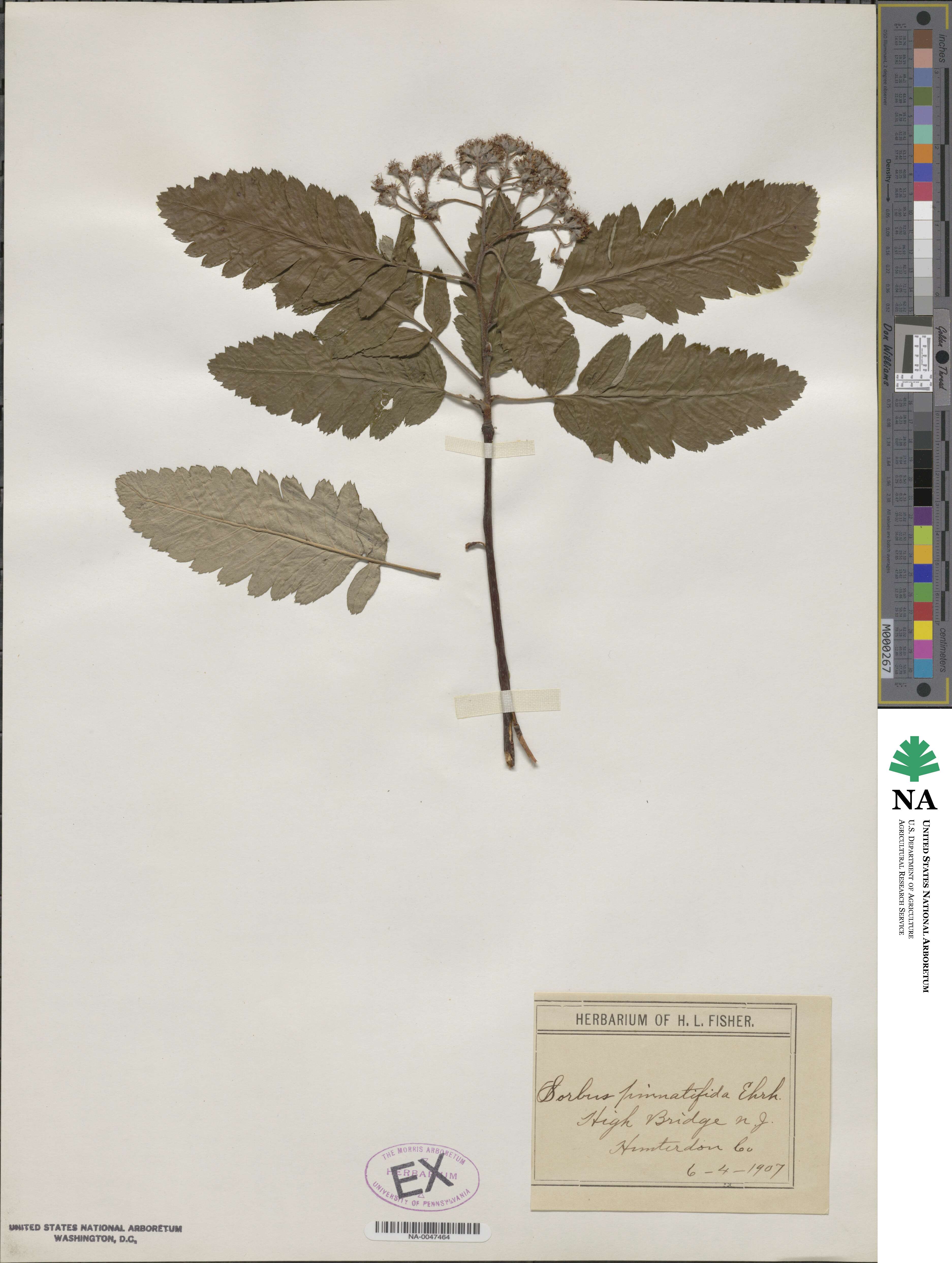 Sorbus pinnatifida image