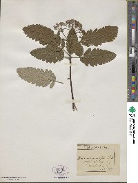 Image of Sorbus pinnatifida