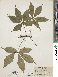 Aesculus glabra image