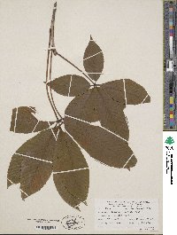 Aesculus flava image