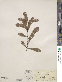 Quercus nigra image