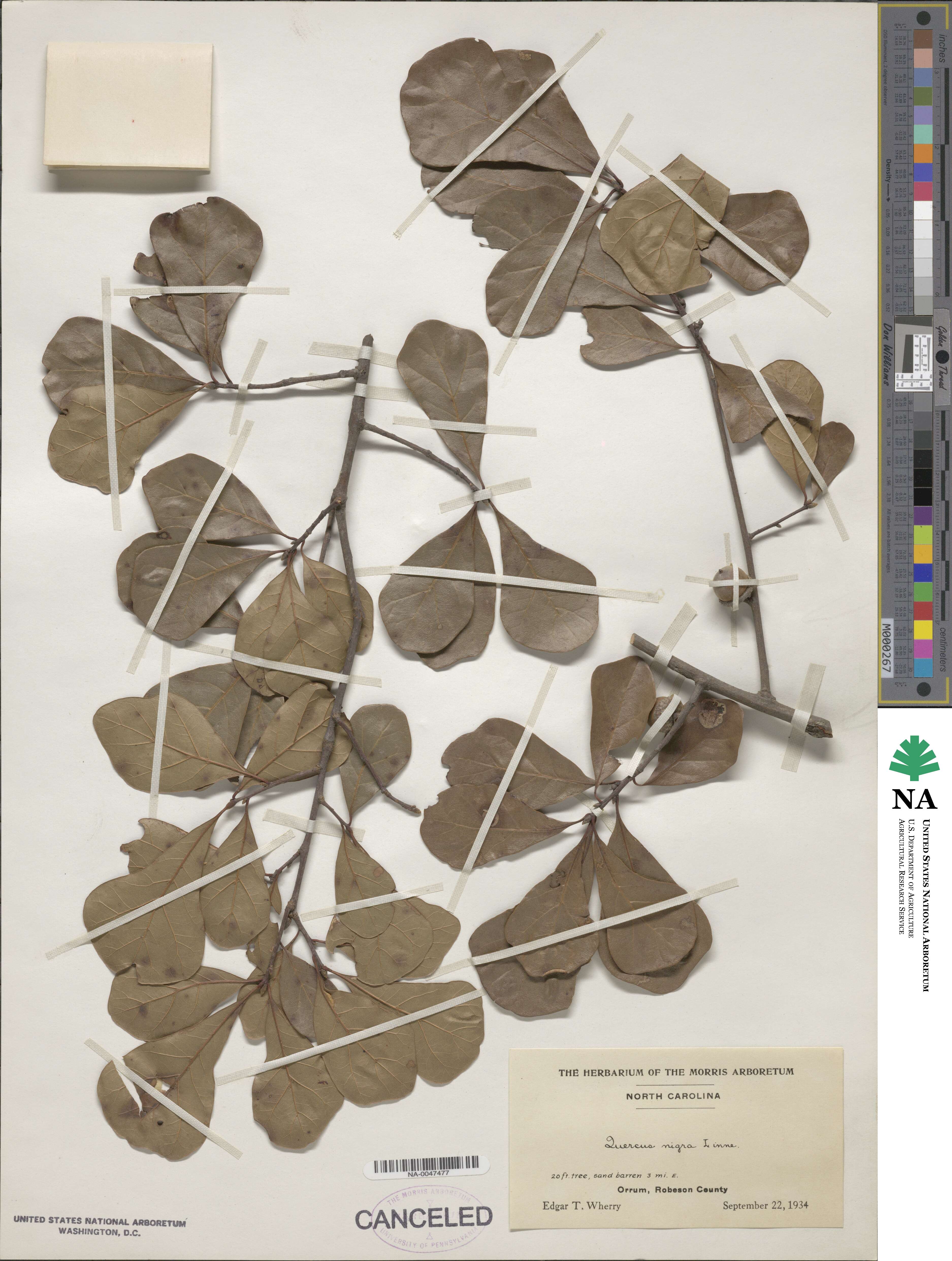 Quercus nigra image