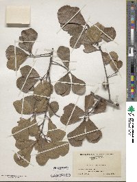 Quercus nigra image