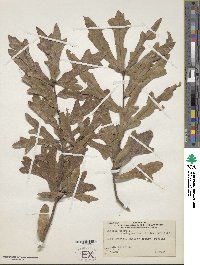 Quercus hemisphaerica image