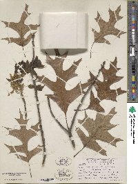 Quercus texana image