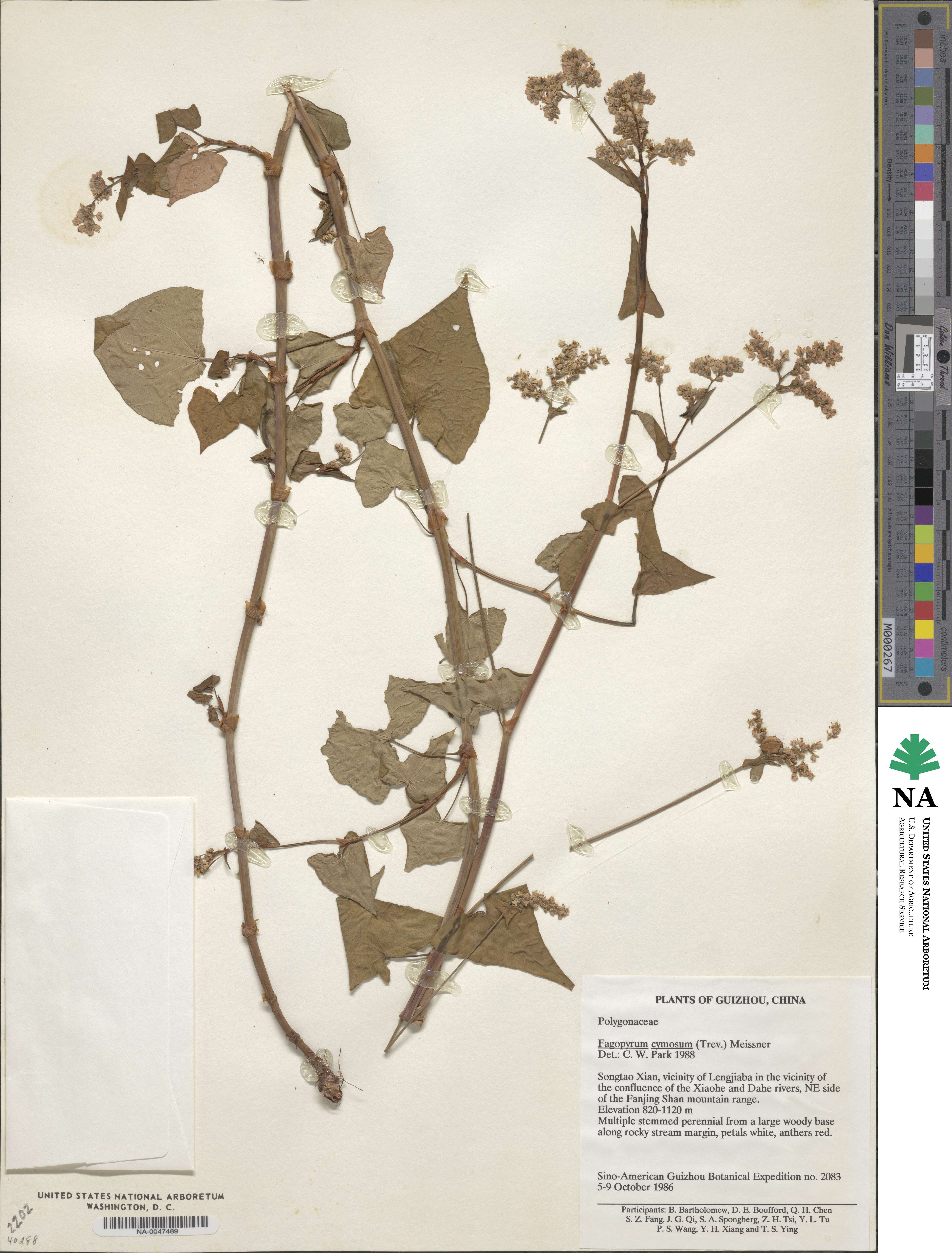 Fagopyrum acutatum image