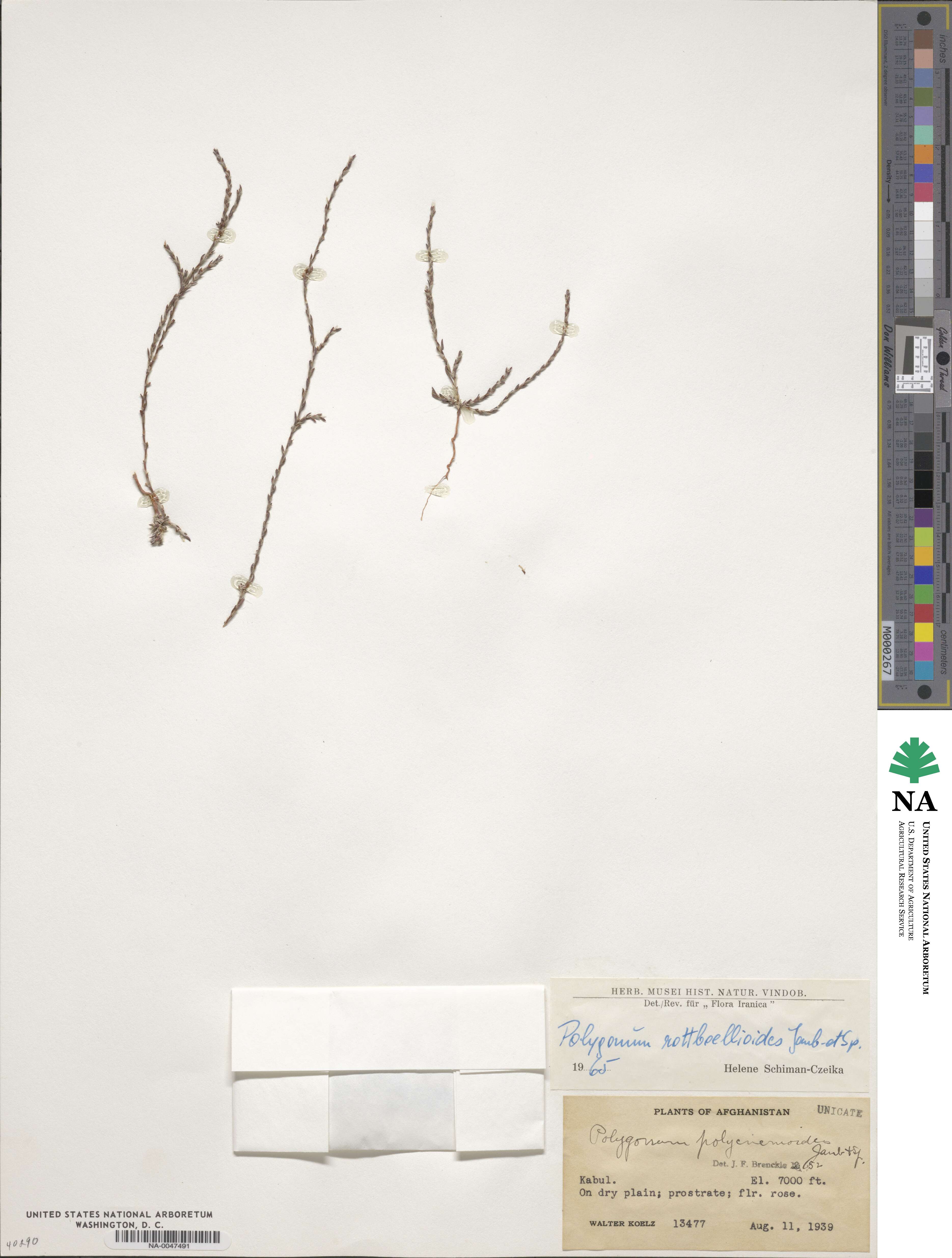Polygonum rottboellioides image