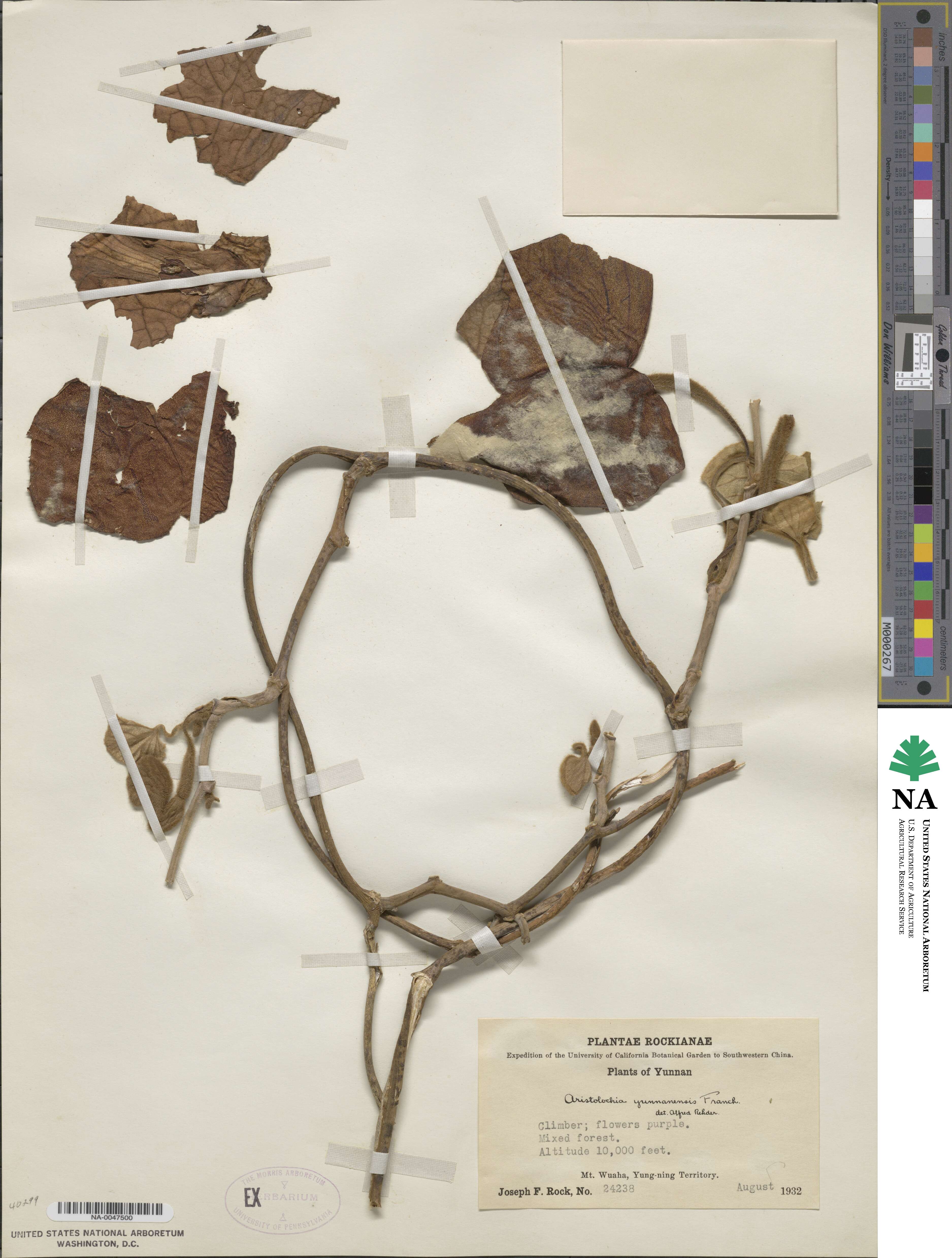 Isotrema yunnanense image