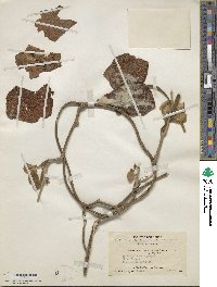 Image of Isotrema yunnanense