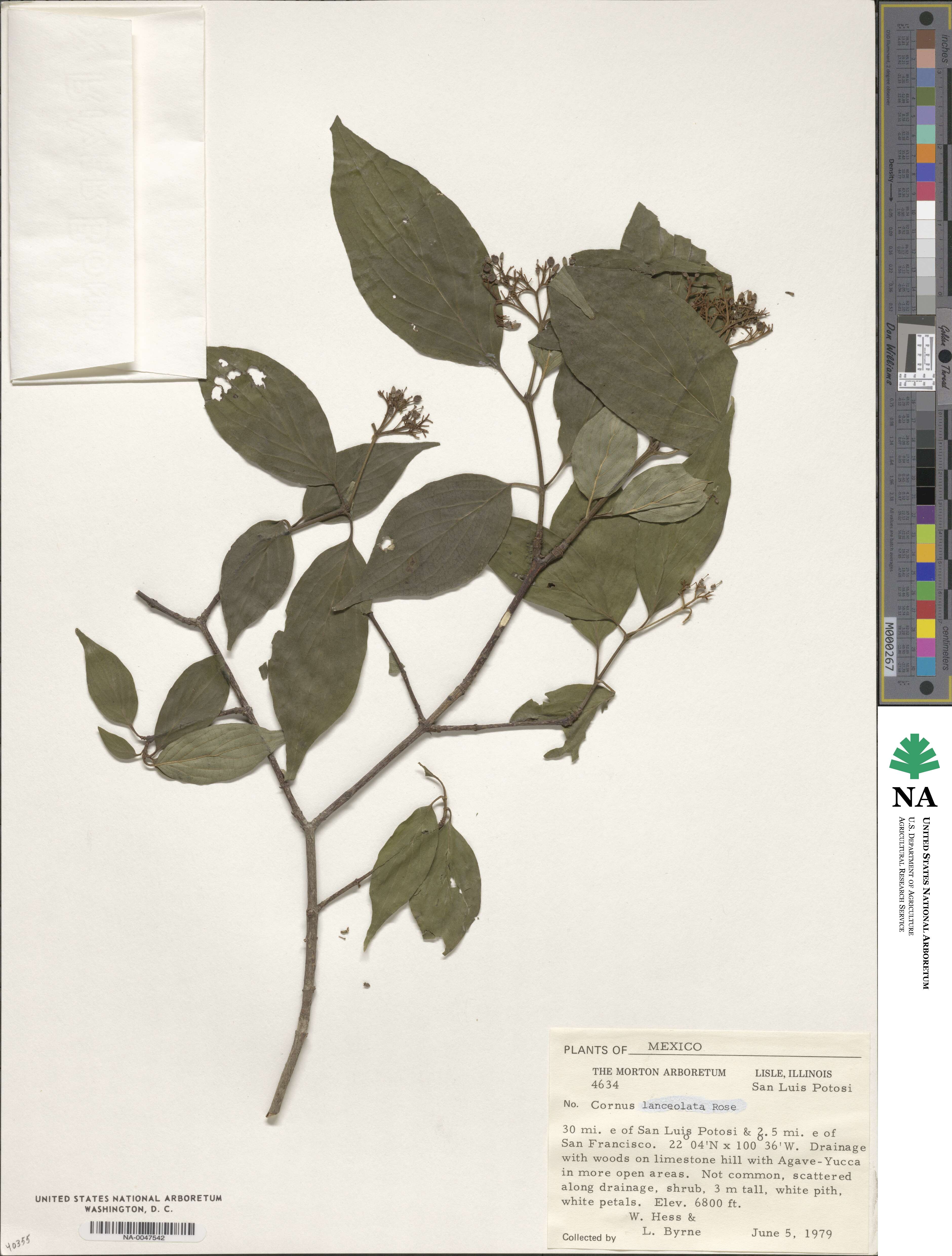 Cornus excelsa image