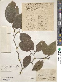 Cornus florida image