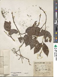Cornus excelsa image