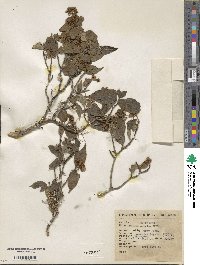 Cornus excelsa image