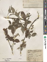 Cornus excelsa image