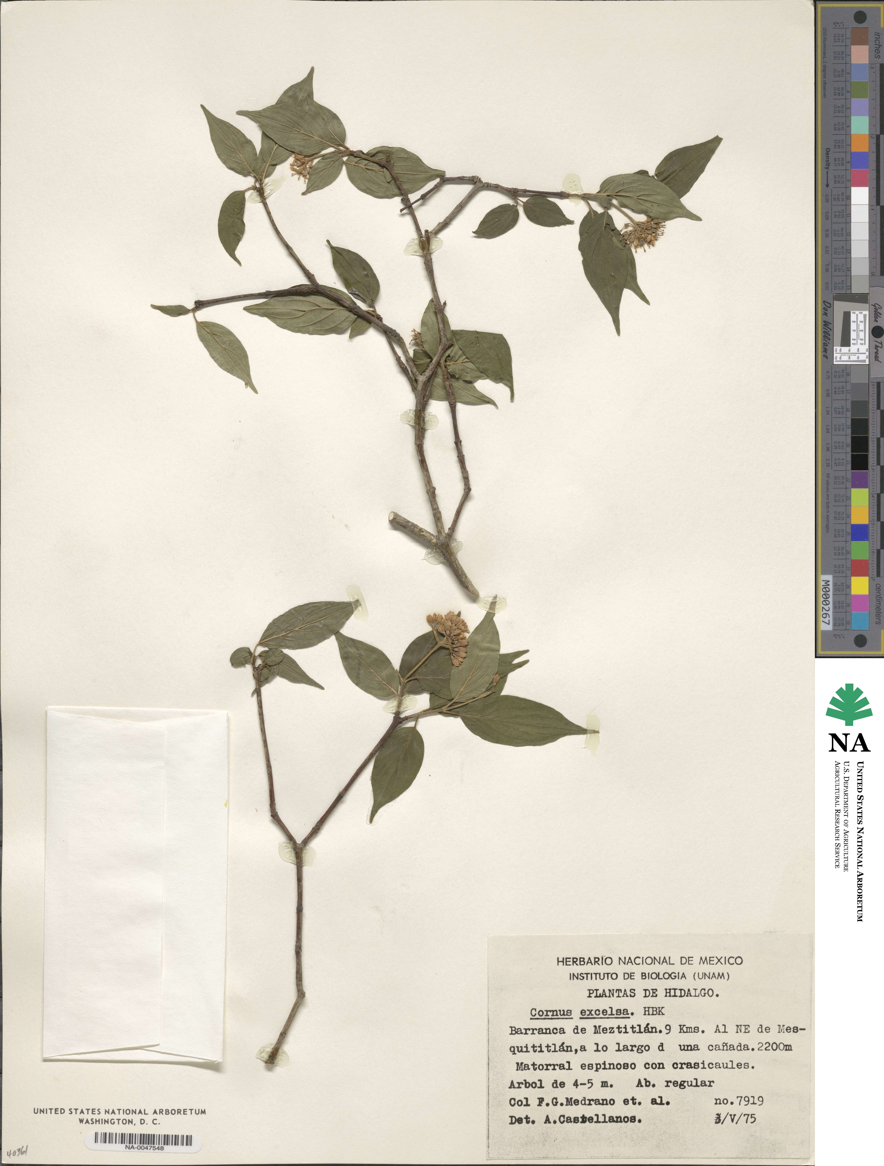 Cornus excelsa image