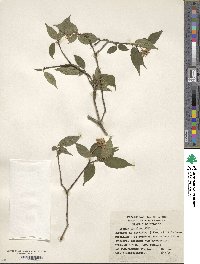 Cornus excelsa image