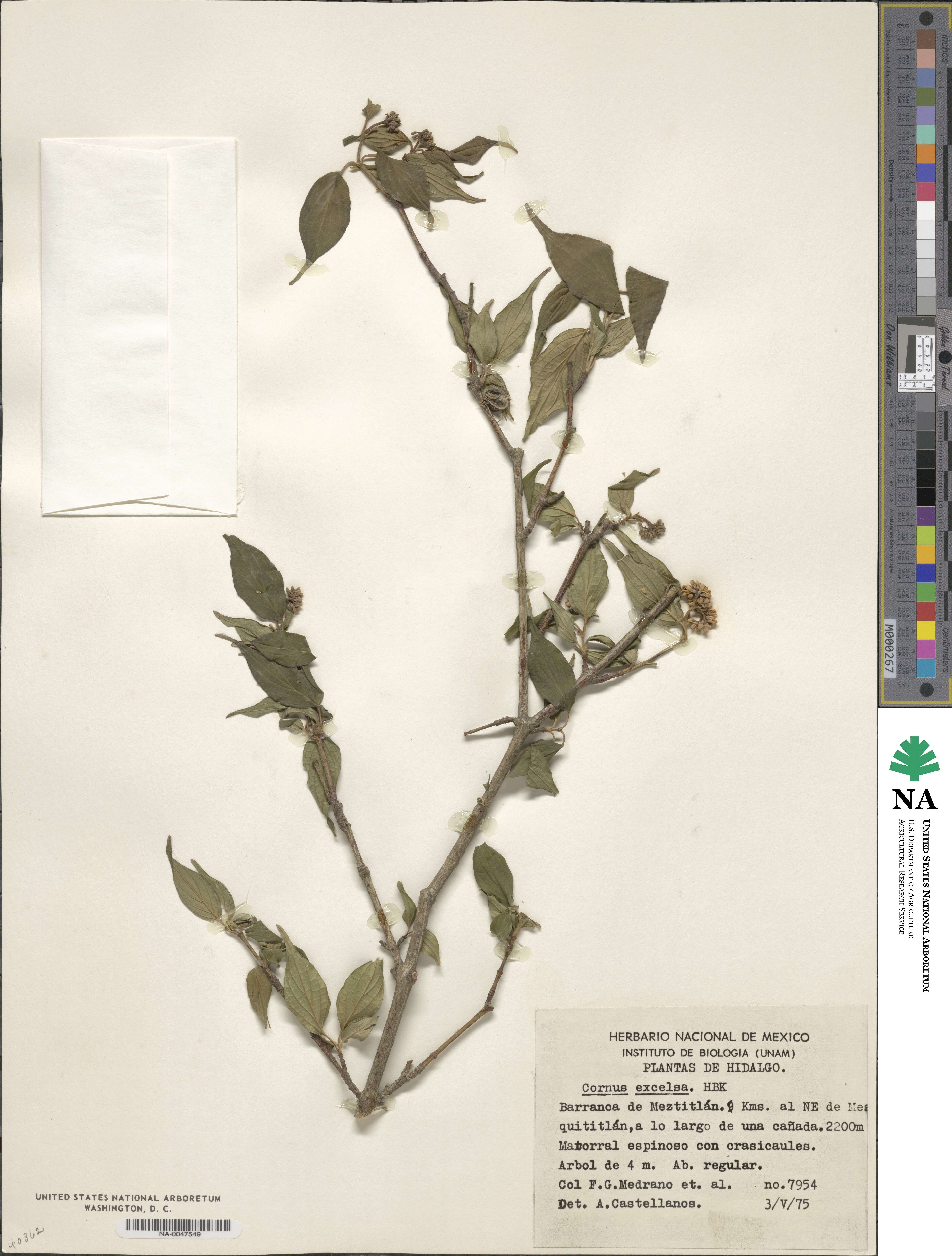 Cornus excelsa image