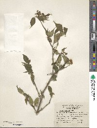 Cornus excelsa image