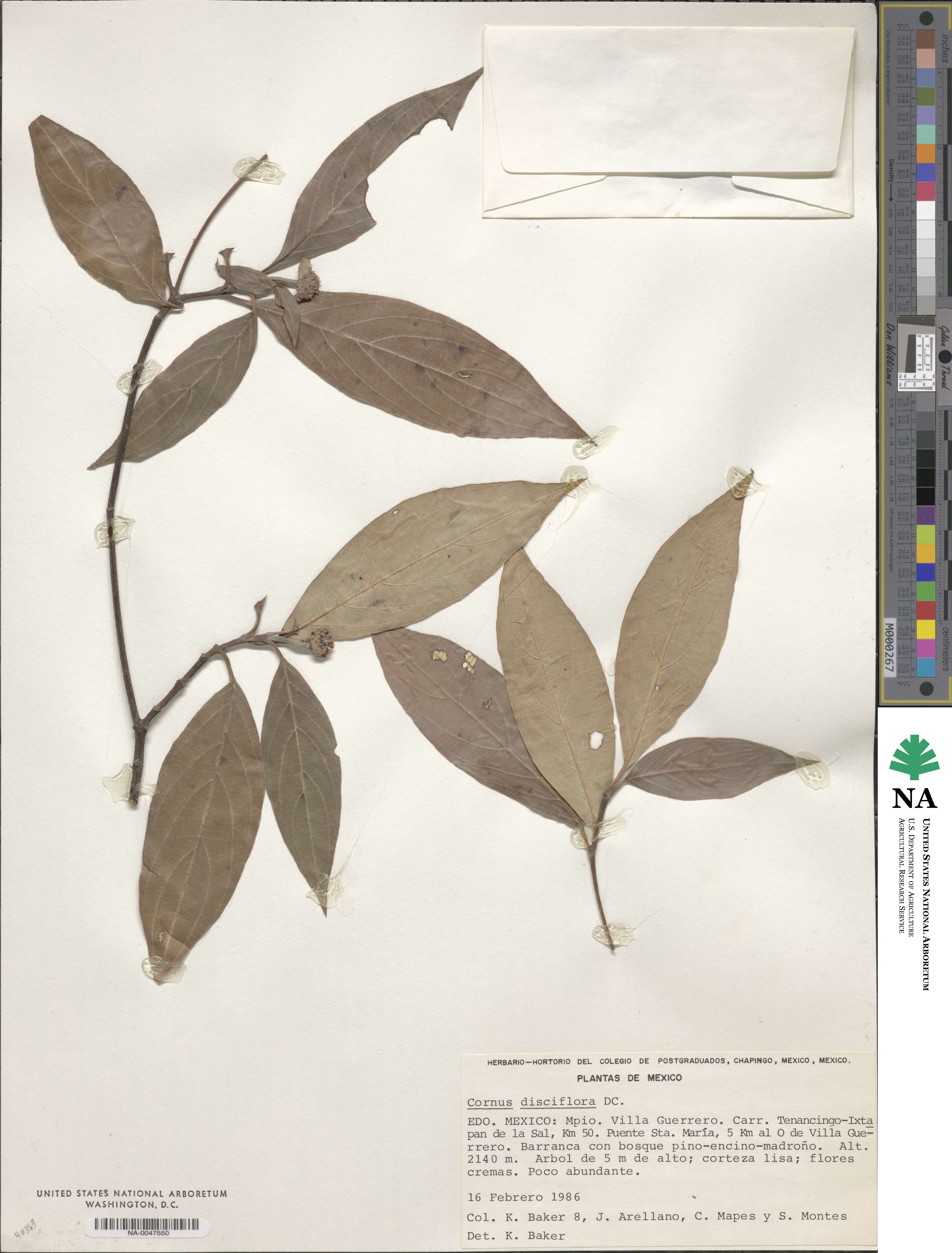 Cornus disciflora image