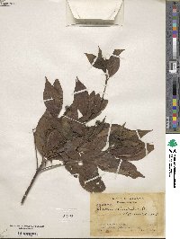 Cornus disciflora image