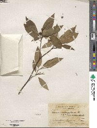 Cornus disciflora image