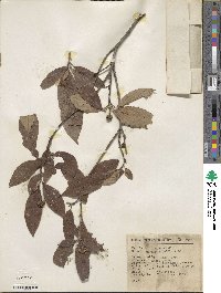 Cornus disciflora image