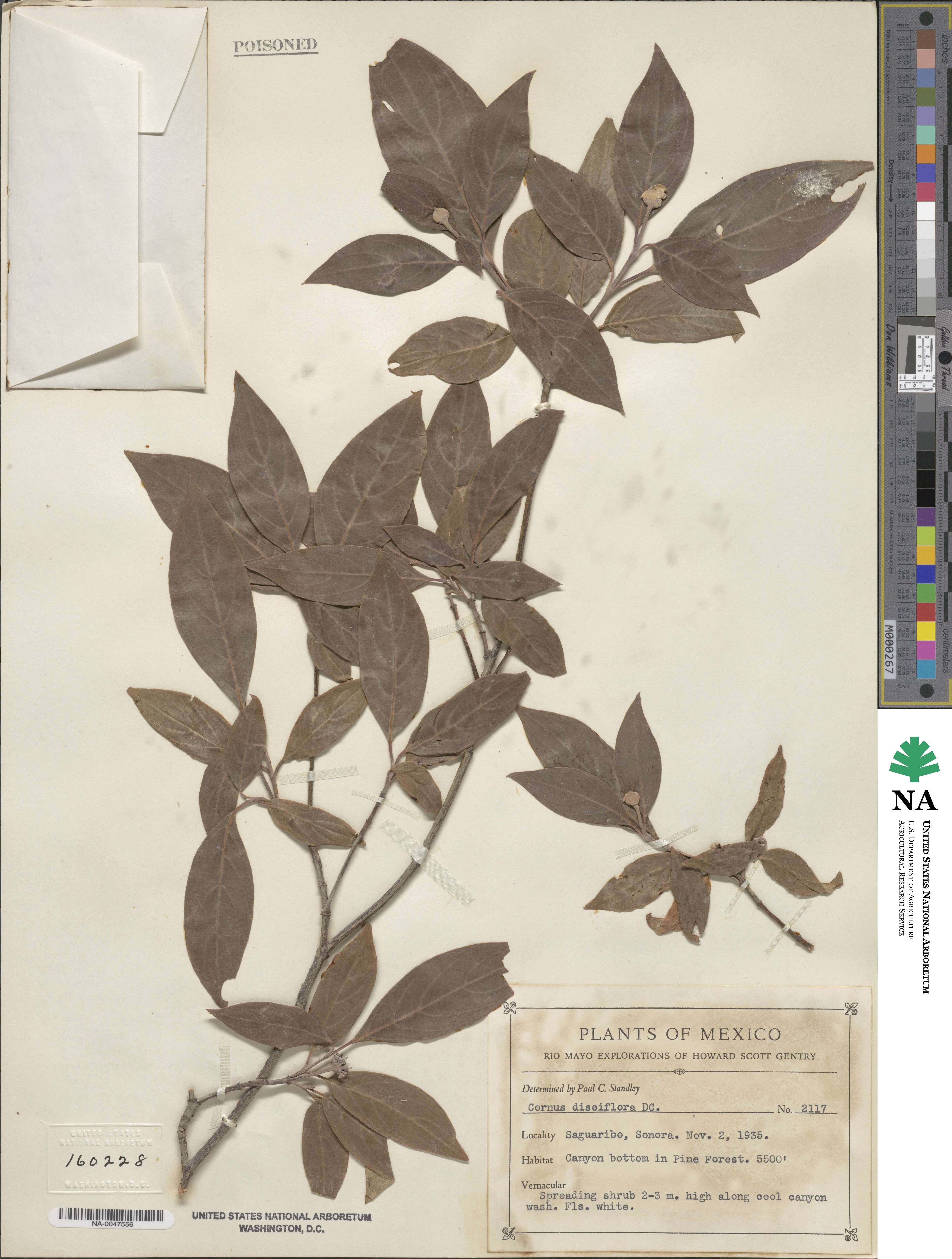 Cornus disciflora image