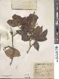 Cornus disciflora image