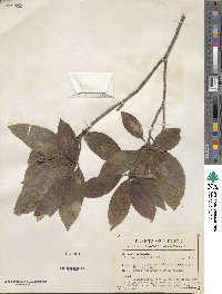 Cornus disciflora image