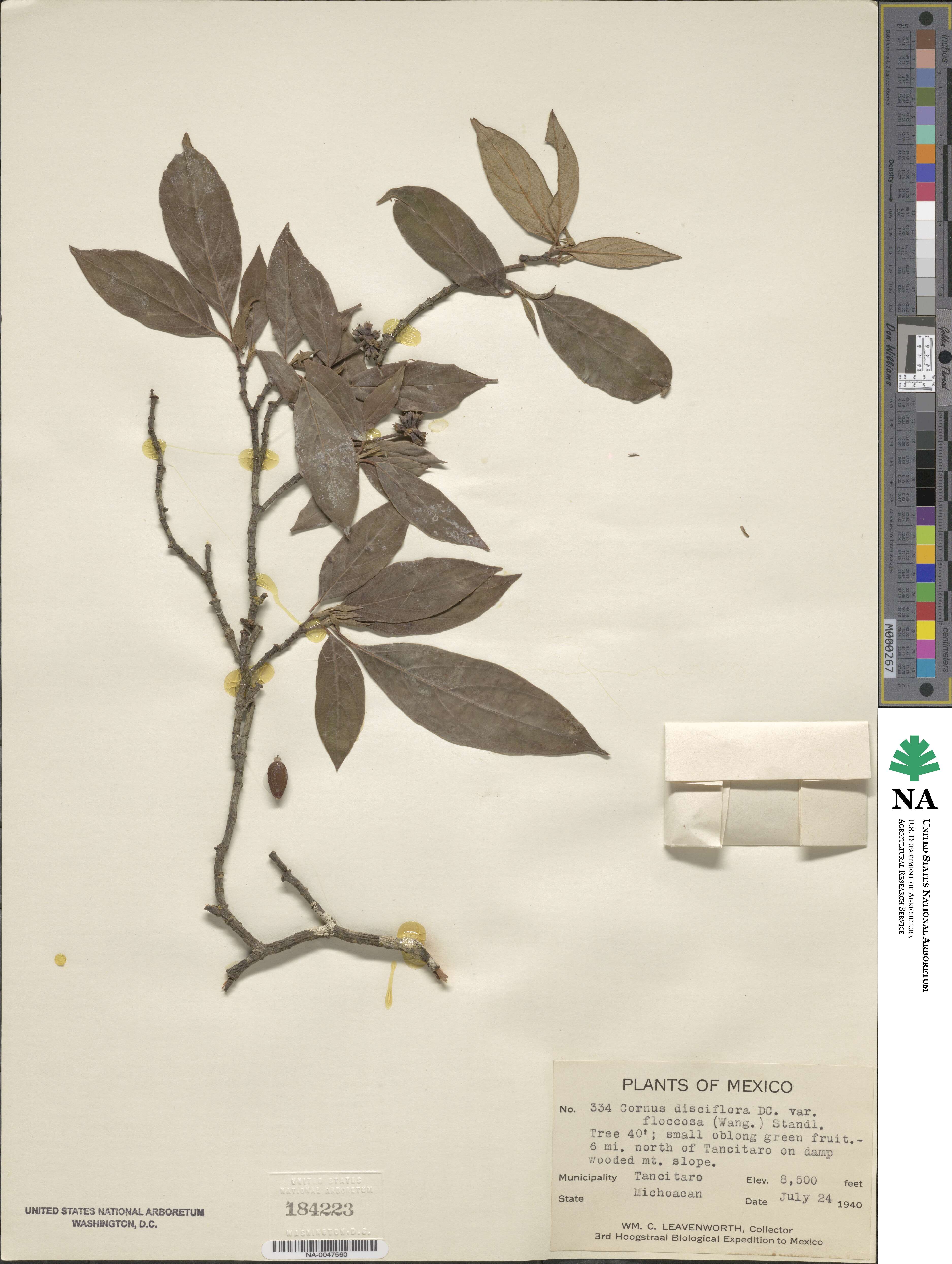 Cornus disciflora image