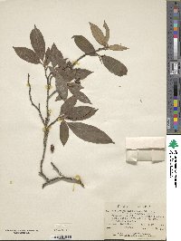 Cornus disciflora image