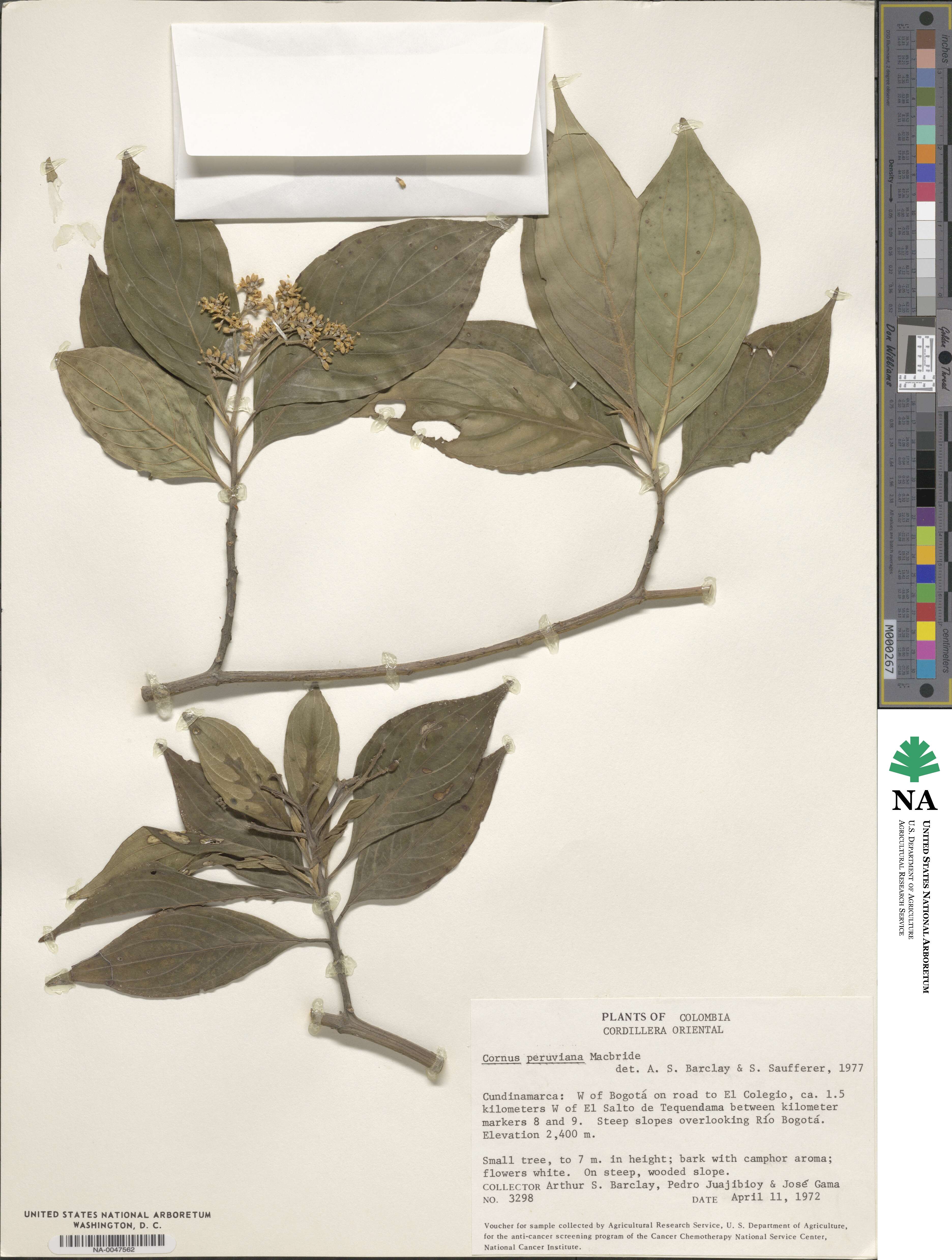 Cornus peruviana image