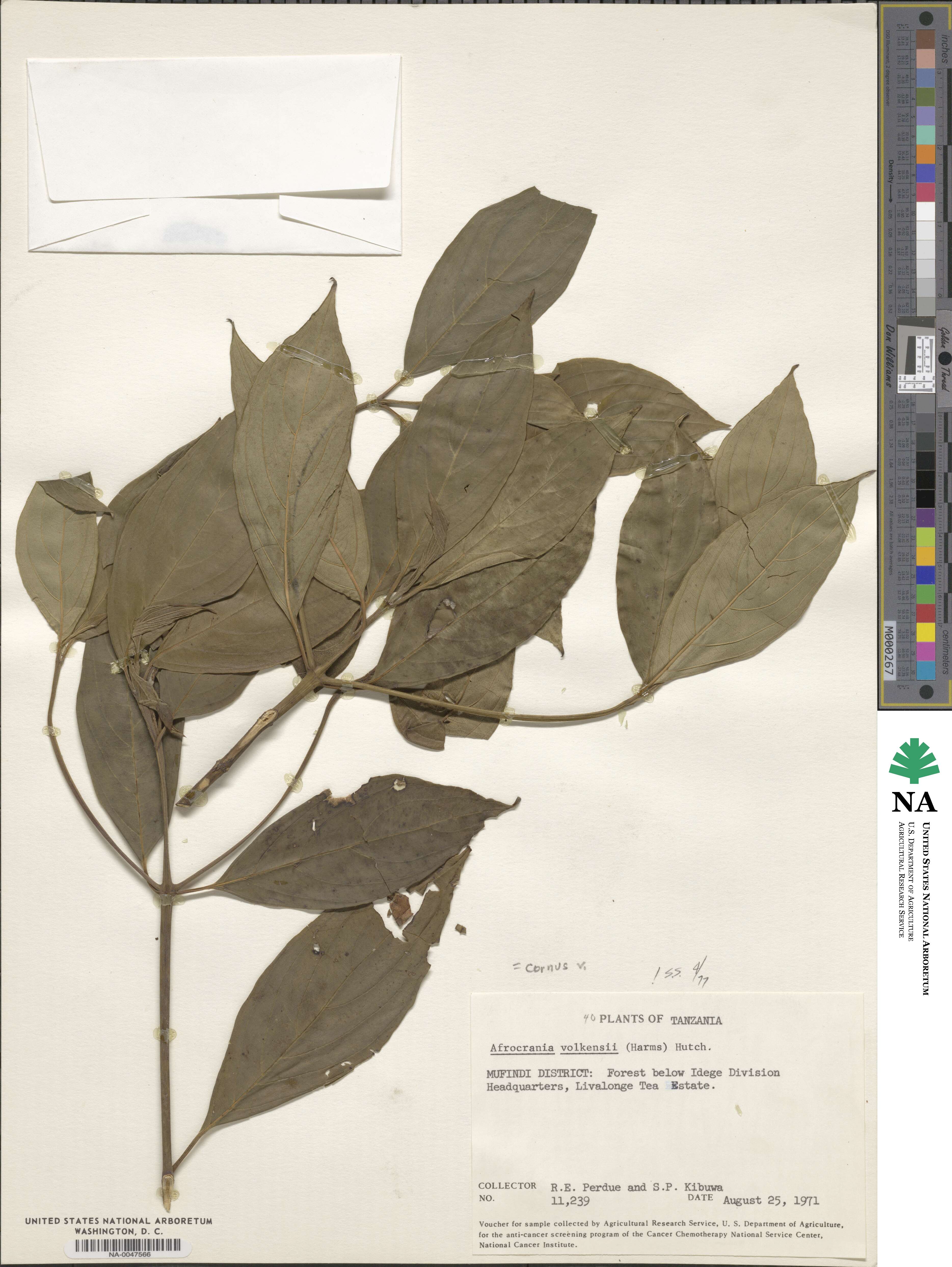 Cornus volkensii image